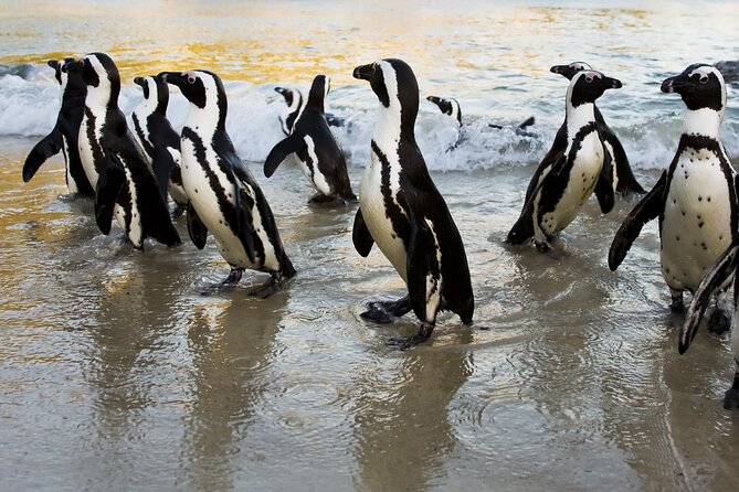 From Cape Town: Table Mountain, Cape of Good Hope & Penguins including Park Fees - Hout Bay and the optional Seal Island trip