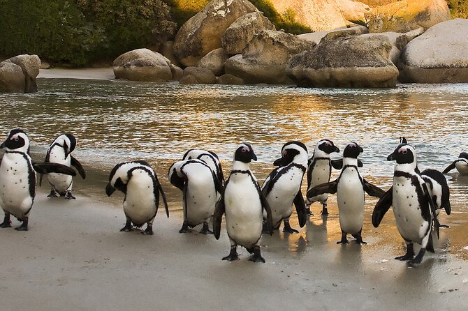 From Cape Town: Table Mountain, Cape of Good Hope & Penguins including Park Fees - Cape of Good Hope: signs, shore, and wildlife
