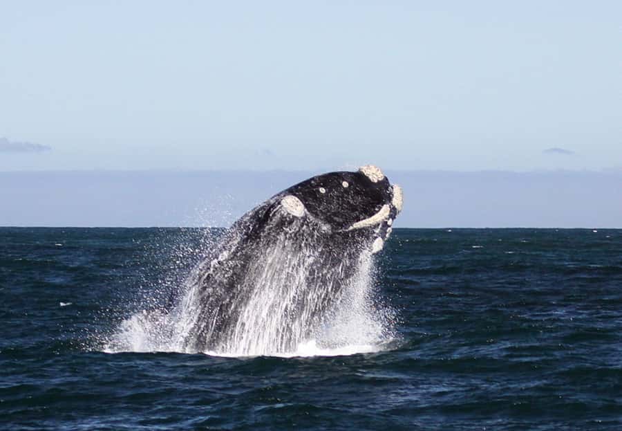 From Cape Town: Whale Watching Tour in Hermanus and Gansbaai - The two-hour Ivanhoe Sea Safaris boat trip