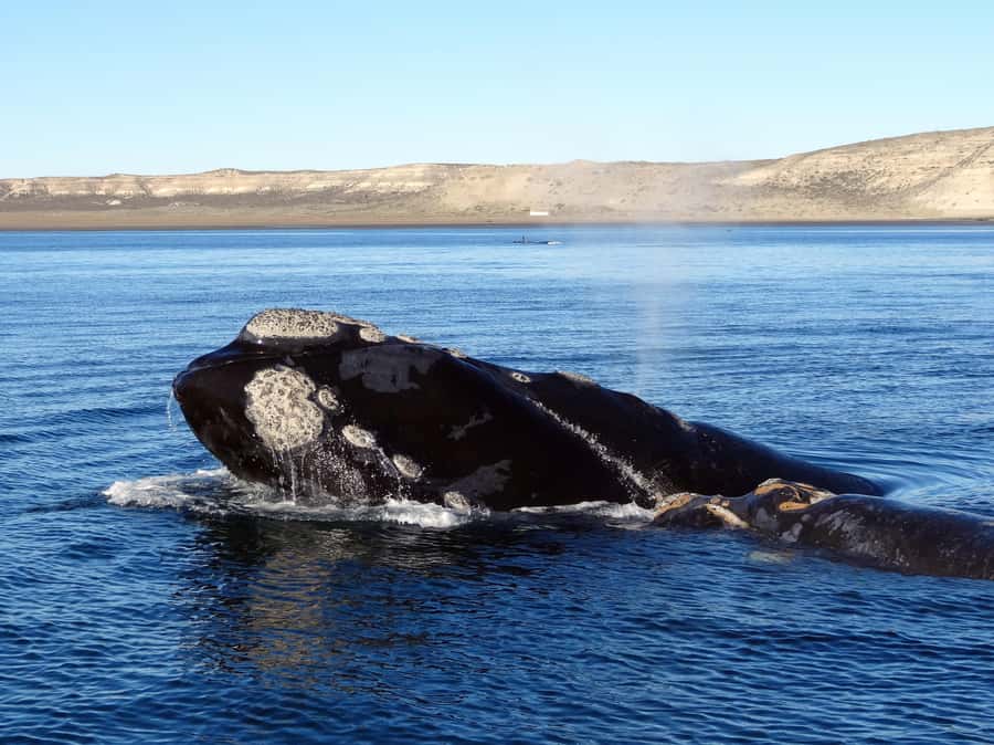 From Cape Town: Whale Watching Tour in Hermanus and Gansbaai - Hermanus gives the day a second coastal chapter