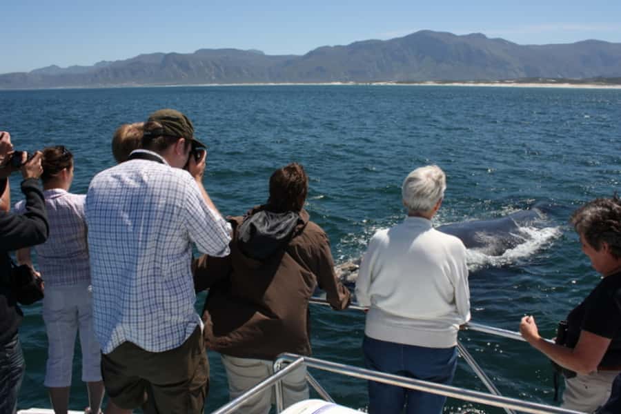 From Cape Town: Whale Watching Tour in Hermanus and Gansbaai - Who will enjoy this day most