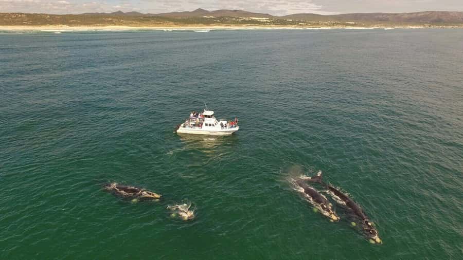 From Cape Town: Whale Watching Tour in Hermanus and Gansbaai - Practical tips for a smoother outing