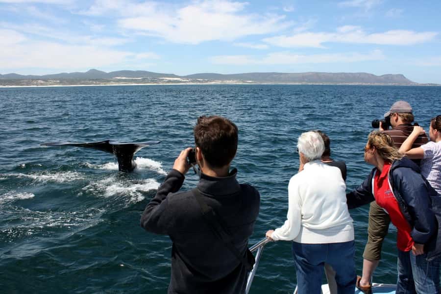From Cape Town: Whale Watching Tour in Hermanus and Gansbaai - Should you book this Cape Town whale tour?