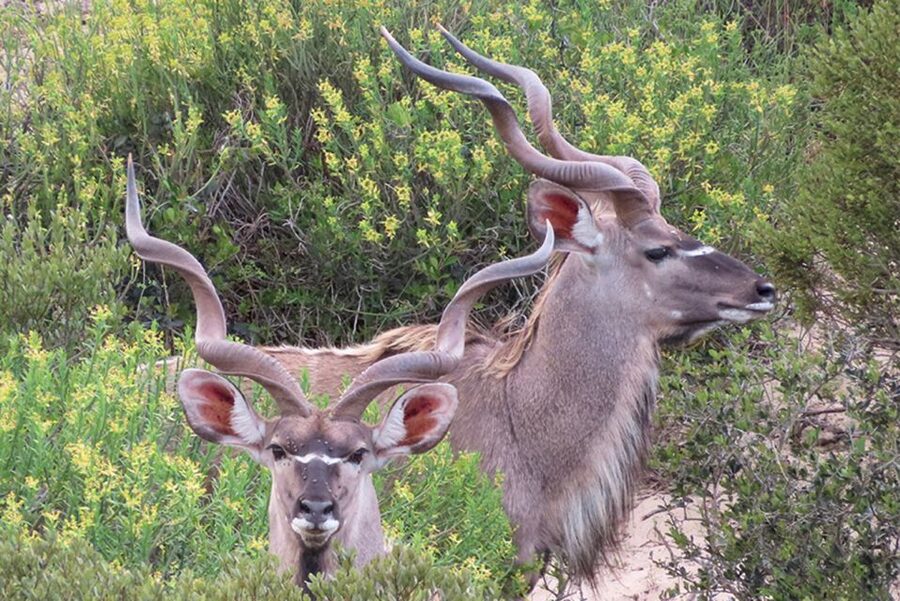 From Cape Town: Wildlife Safari, Olive, Beer & Wine Tasting - Why this Cape West Coast day works