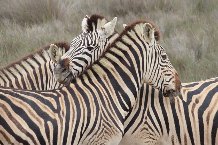 From Cape Town: Wildlife Safari, Olive, Beer & Wine Tasting - Buffelsfontein, where the wildlife comes first