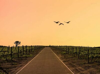 Winelands Full Day Tour and Wine Tasting