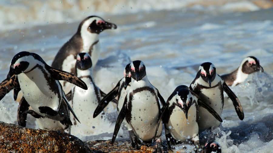 From CapeTown:Full Day Tour to Cape of Good Hope&Cape Point - Starting in Bo-Kaap and Camps Bay
