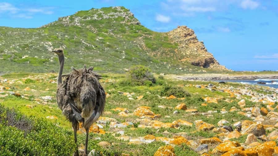 From CapeTown:Full Day Tour to Cape of Good Hope&Cape Point - Hout Bay and the optional seal boat