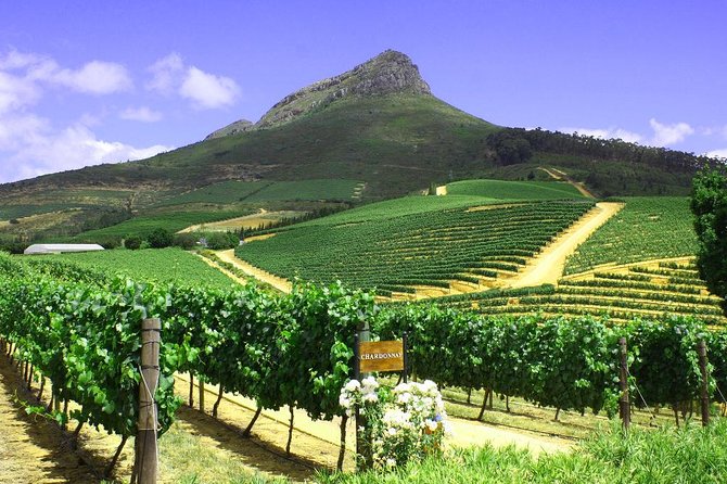 From CapeTown: Stellenbosch Half Day Wine Tour - Who should book this Stellenbosch wine tour?