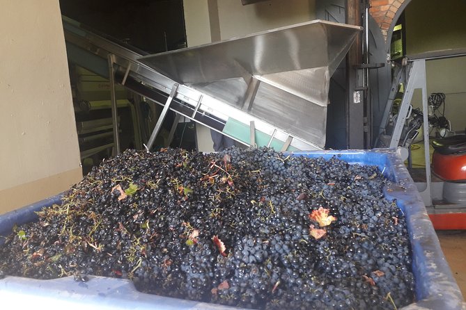 From CapeTown: Stellenbosch Half Day Wine Tour - The cellar visit and a look at winemaking