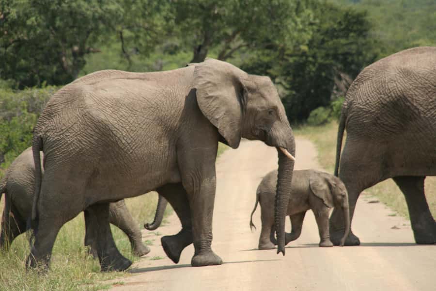 From Durban: Hluhluwe Imfolozi Game Reserve Day Trip - Key points to know before booking