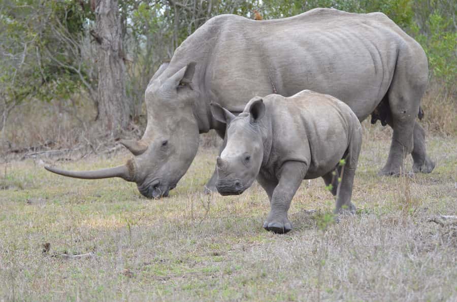 From Durban: Hluhluwe Imfolozi Game Reserve Day Trip - The long road north from Durban