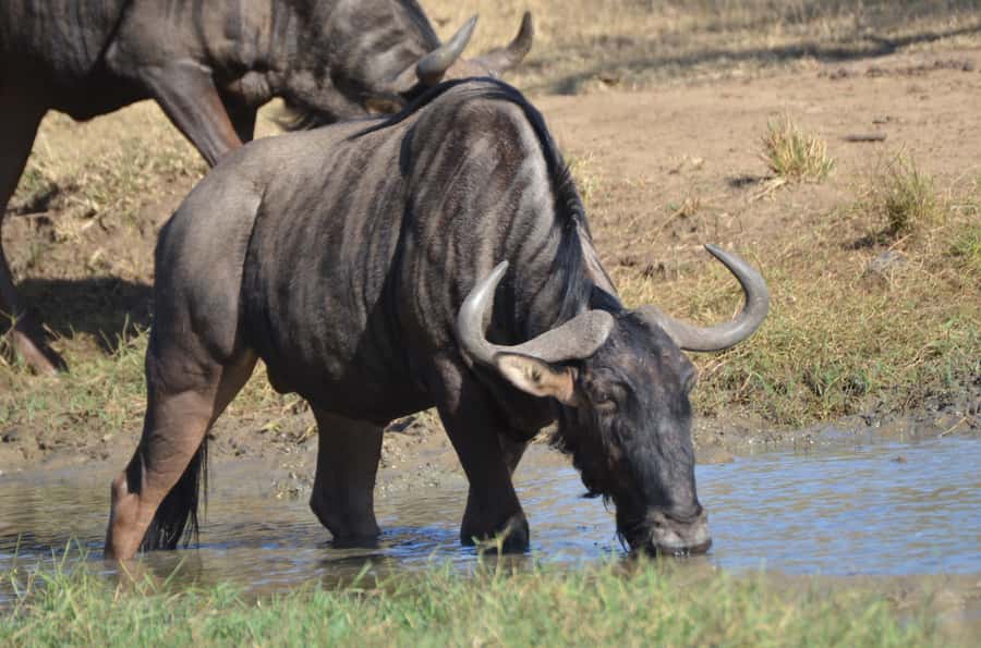 From Durban: Hluhluwe Imfolozi Game Reserve Day Trip - What the safari time really looks like