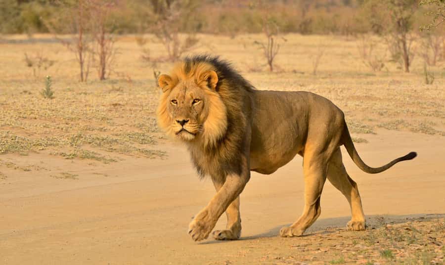 From Durban: Hluhluwe Imfolozi Game Reserve Day Trip - The optional Emtoneni Wild Cat Sanctuary
