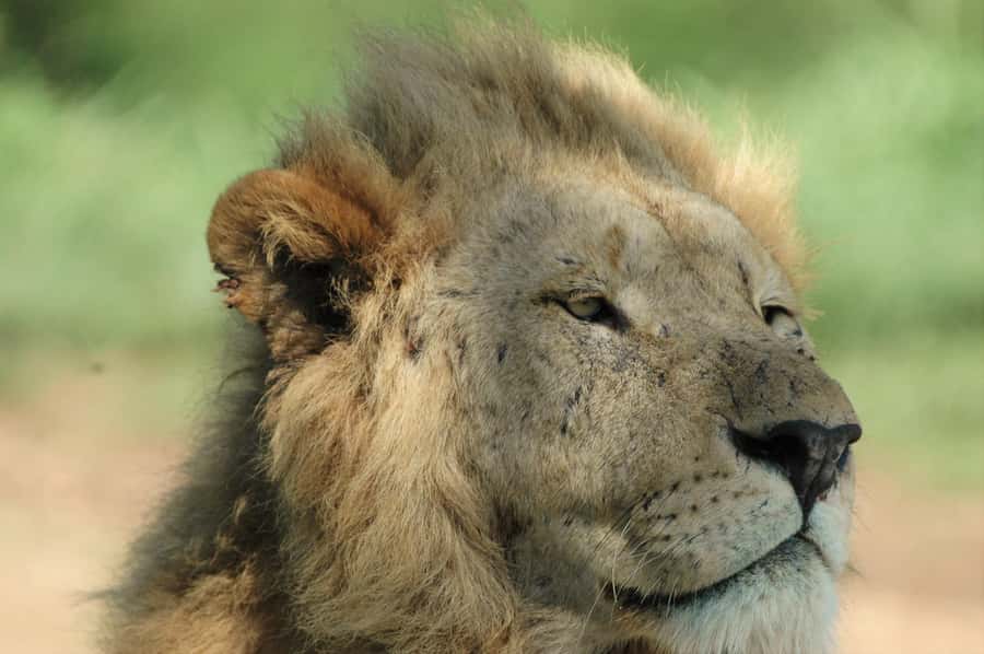 From Durban: Hluhluwe Imfolozi Game Reserve Day Trip - Is $242 a fair price?