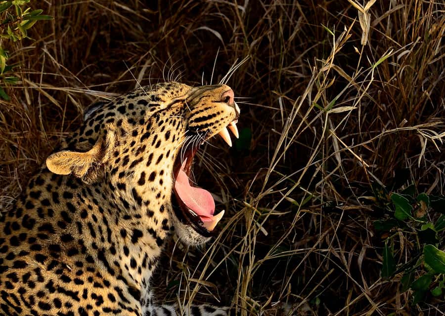 From Durban: Hluhluwe Imfolozi Game Reserve Day Trip - Inside South Africa’s oldest game park