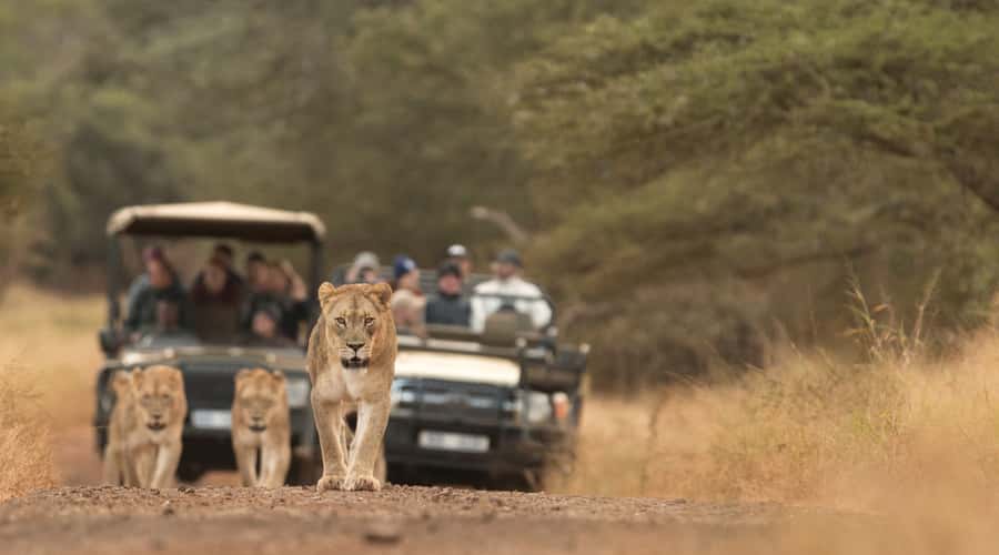 From Durban: Wildlife Lovers Big 5 Safari at 2 Game Reserves - Hilltop Camp Gives You a Needed Pause
