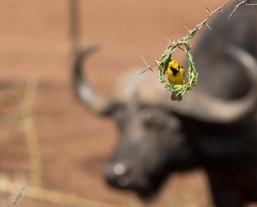 From Durban: Wildlife Lovers Big 5 Safari at 2 Game Reserves - Entering Manyoni Private Game Reserve