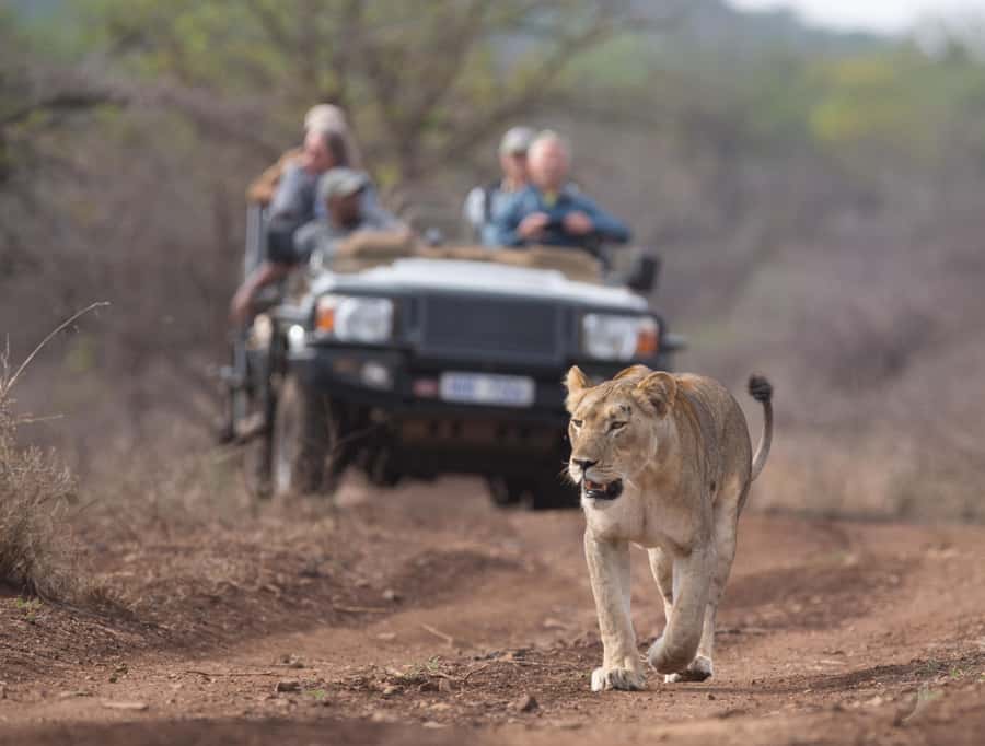 From Durban: Wildlife Lovers Big 5 Safari at 2 Game Reserves - Small Groups Make the Long Day Easier