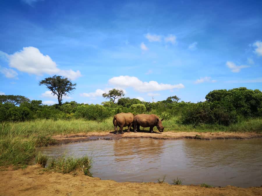 From Durban: Wildlife Lovers Big 5 Safari at 2 Game Reserves - What You Pay For, and What You Still Need