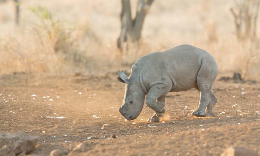 From Durban: Wildlife Lovers Big 5 Safari at 2 Game Reserves - Who Will Get the Most From This Safari
