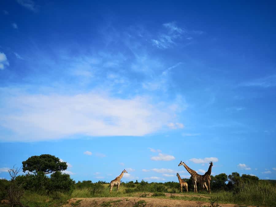 From Durban: Wildlife Lovers Big 5 Safari at 2 Game Reserves - Hluhluwe-Imfolozi and the White Rhino Story
