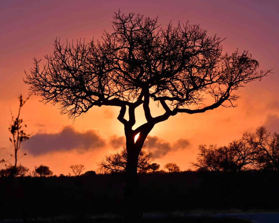 From Hazy View: Full Day Kruger National Park Safari - Key points to know before booking