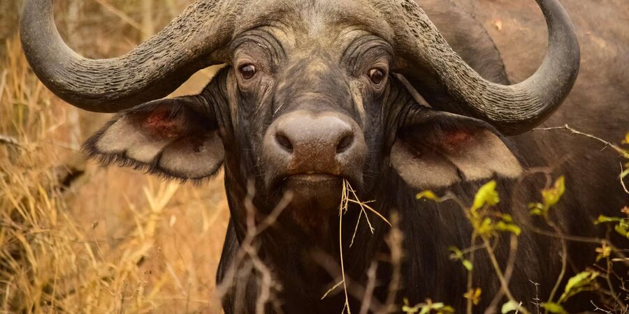 From Hazy View: Full Day Kruger National Park Safari - Three more hours in different parts of Kruger