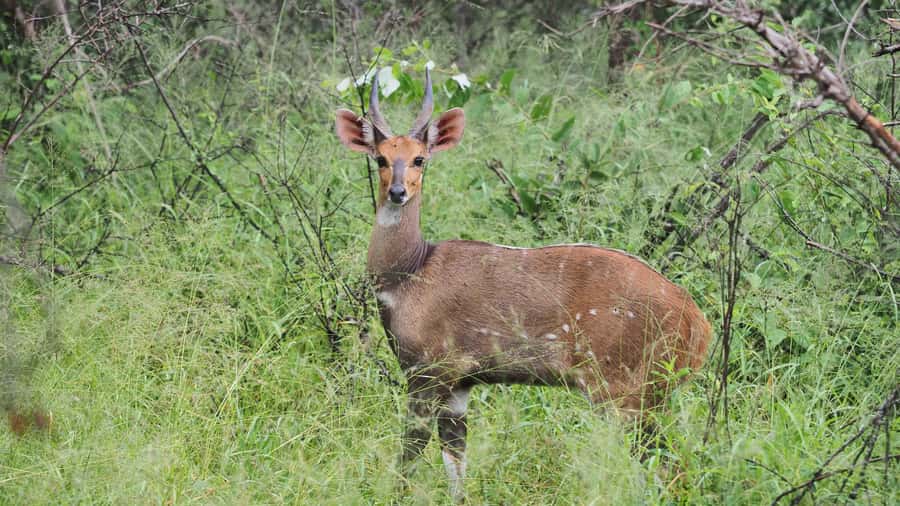 From Hazy View: Full Day Kruger National Park Safari - Lunch at Skukuza beside the Sabie River