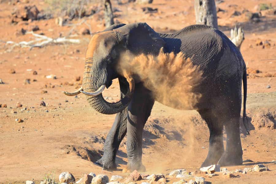 From Hazy View: Full Day Kruger National Park Safari - What the $121 price covers
