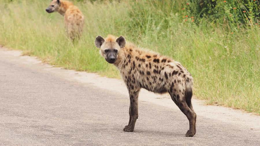 From Hazy View: Full Day Kruger National Park Safari - Who will get the most from this safari