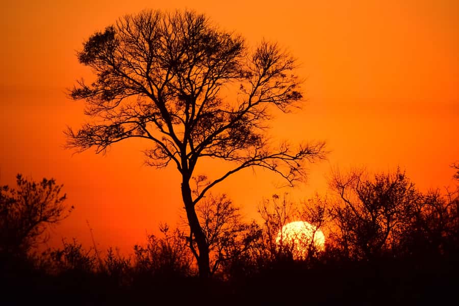 From Hazy View: Full Day Kruger National Park Safari - Morning game drive from 6:00 to 9:00