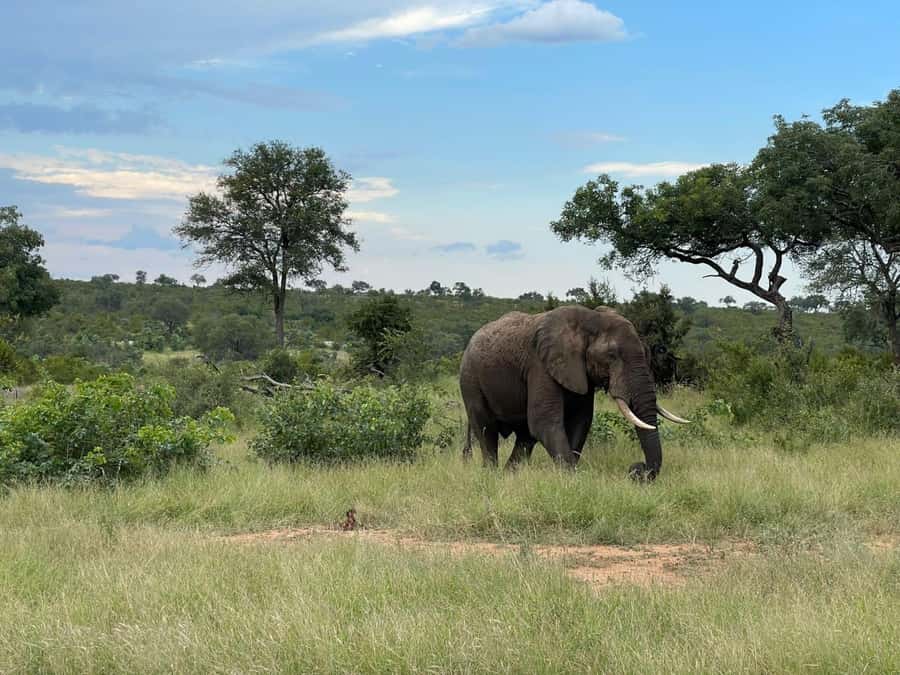 From Hazyview : Big 5 Kruger National Park Day Safari - The first three-hour game drive