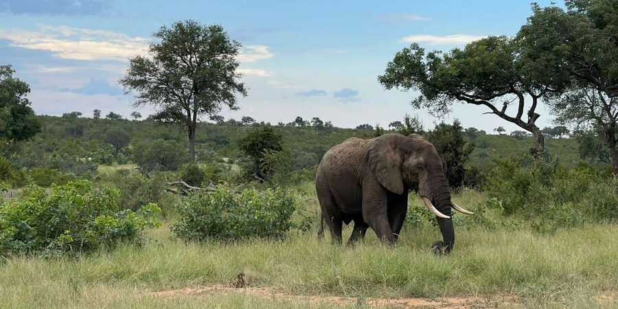 From Hazyview : Big 5 Kruger National Park Day Safari - Breakfast after the morning search