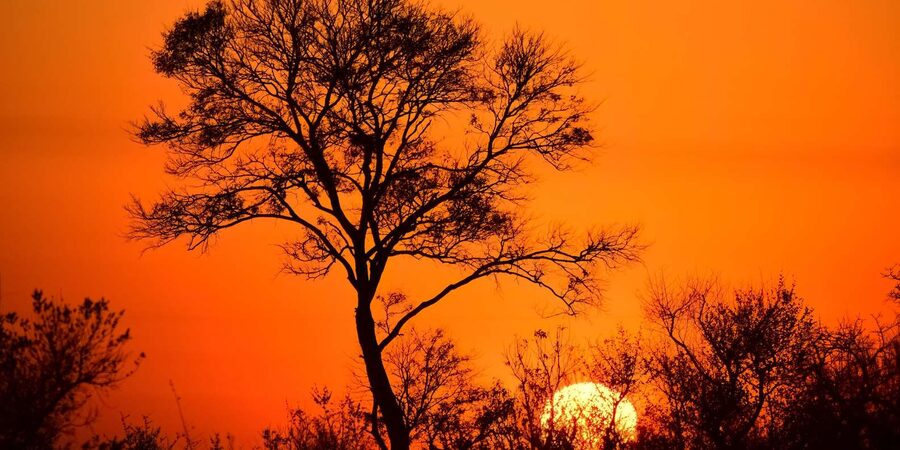 From Hazyview : Big 5 Kruger National Park Day Safari - What the Big Five experience is really like