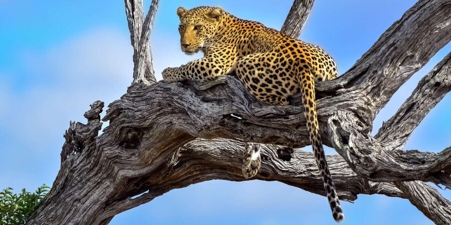 From Hazyview : Big 5 Kruger National Park Day Safari - Comfort, group size, and the guide