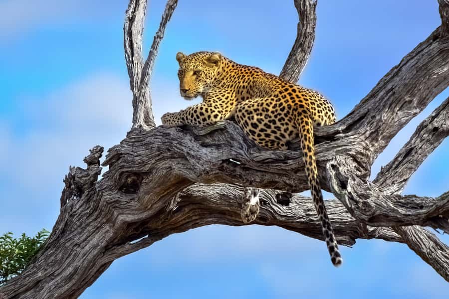 From Hazyview : Big 5 Kruger National Park Day Safari - Entering Kruger through Phabeni Gate