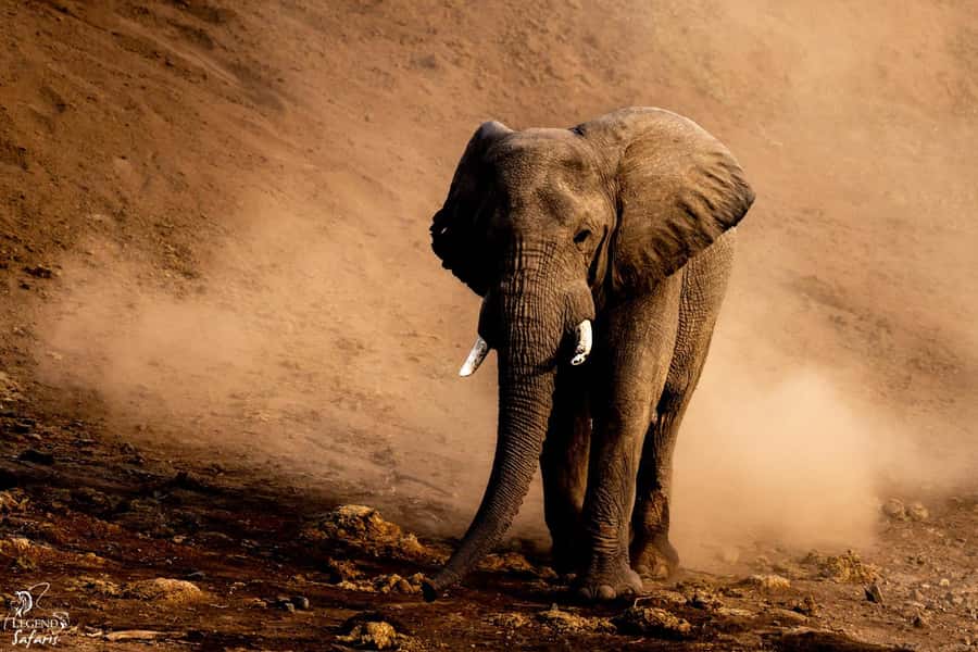 From Hazyview: Kruger National Park Full-Day Safari - What the open safari vehicle adds