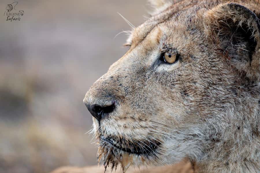 From Hazyview: Kruger National Park Morning Half-Day Safari - Before sunrise in Hazyview