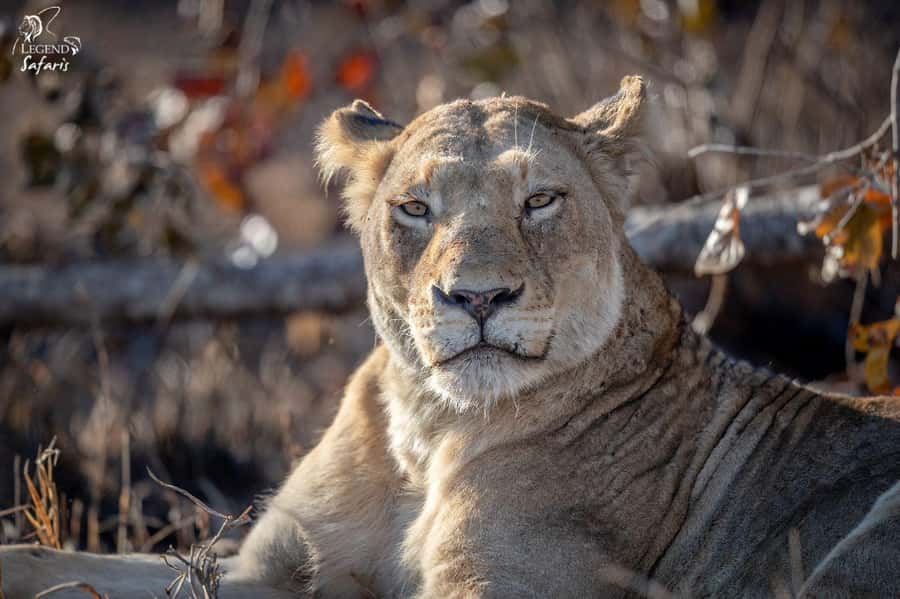 From Hazyview: Kruger National Park Morning Half-Day Safari - Guided safari or self-drive?