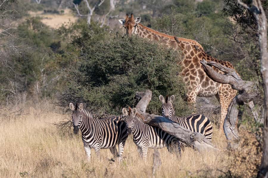 From Hazyview: Private Afternoon Game Drive - The viewpoint stop and the scale of the bush
