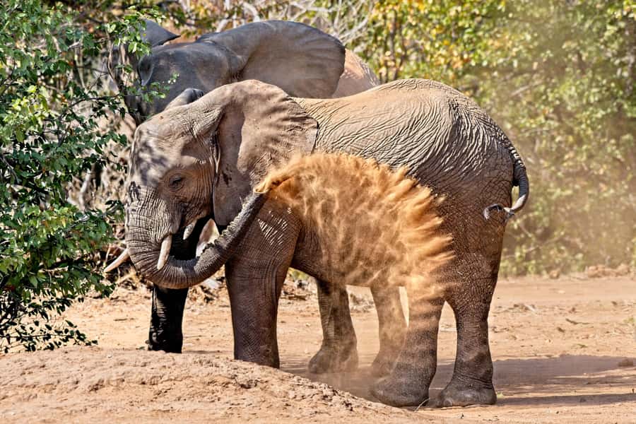 From Hazyview: Private Afternoon Game Drive - Pickup points and the day’s practical rhythm