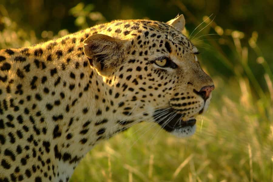 From Hazyview: Private Afternoon Game Drive - A guide-led search, not a scripted ride