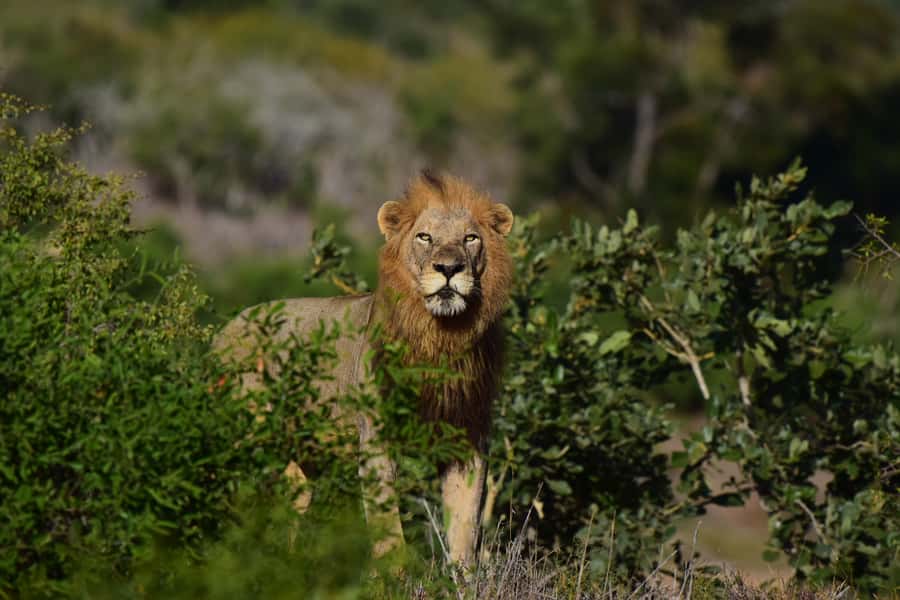 From Hazyview: Private Afternoon Game Drive - Food, packing, and comfort