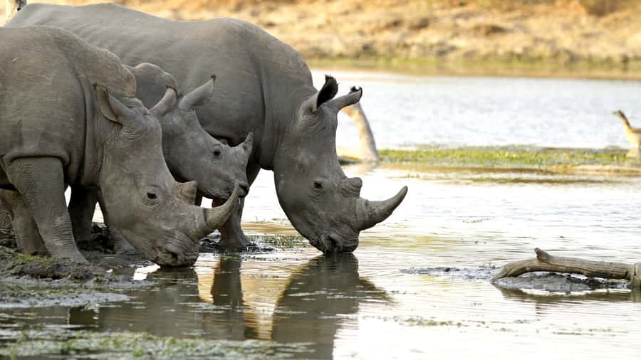 From Hazyview: Private Half-Day Guided Kruger Safari - Key points to know before booking
