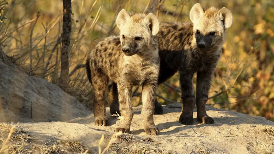 From Hazyview: Private Half-Day Guided Kruger Safari - From Hazyview to Kruger’s gate