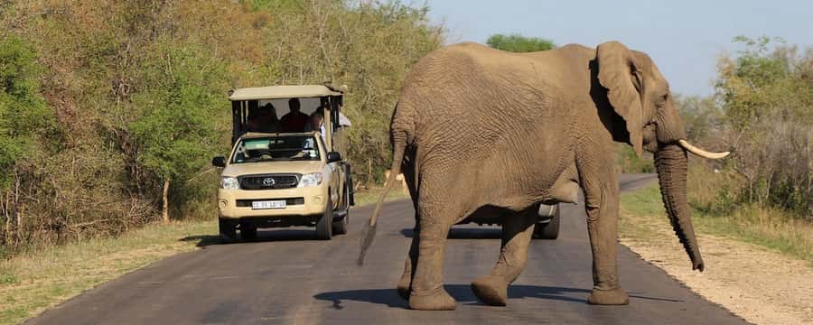 From Hazyview: Private Half-Day Guided Kruger Safari - Park history, plants, geology, and changing scenery