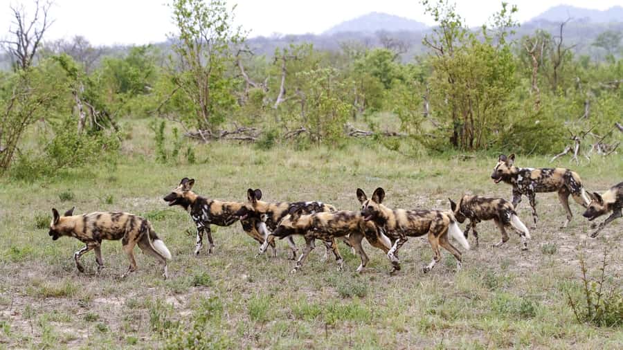 From Hazyview: Private Half-Day Guided Kruger Safari - What the $264 group price really means