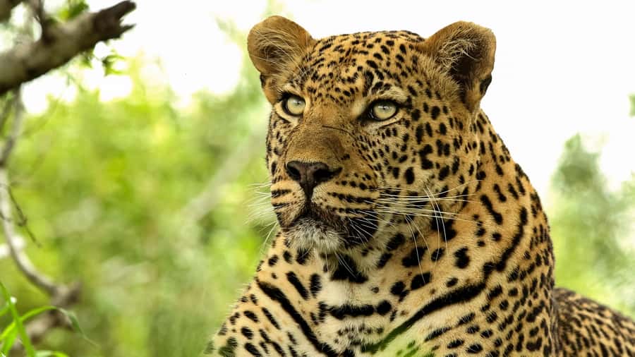 From Hazyview: Private Half-Day Guided Kruger Safari - Is this a good choice for families?