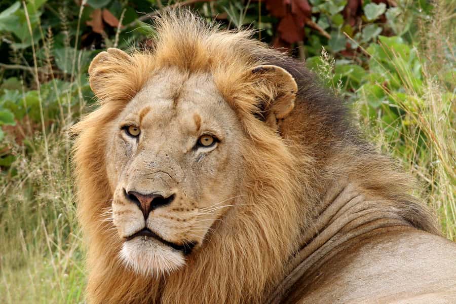 From Hazyview: Private Half-Day Guided Kruger Safari - The open vehicle makes animal searching active